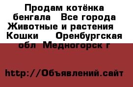 Продам котёнка бенгала - Все города Животные и растения » Кошки   . Оренбургская обл.,Медногорск г.